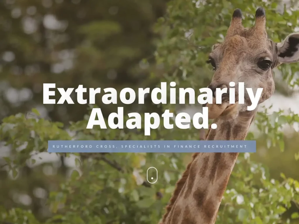 Finance recruitment website design on Wordpress